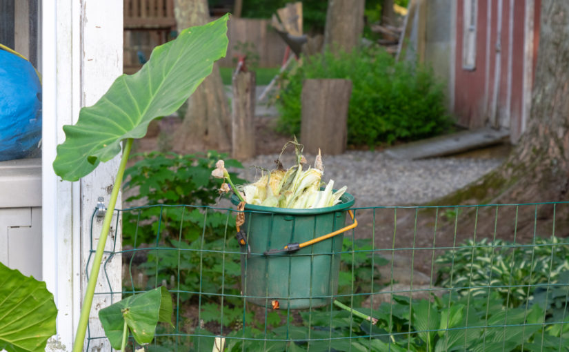 Kitchen Compost Bin: The Best Laid Plans of Mice and Landscapers