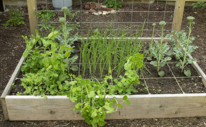 Onions Broccoli and Sugar Snap Peas in Square Foot Garden