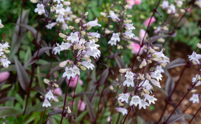 Husker Red Beardtongue – Penstemon digitalis ‘Husker Red’