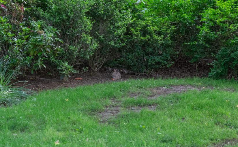 Rabbit Hiding Under Shrubs