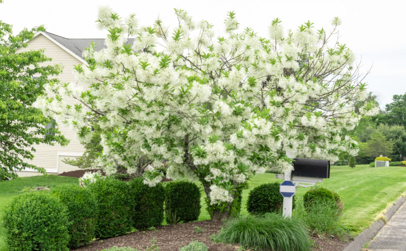 White Fringe Tree Full Bloom Habit