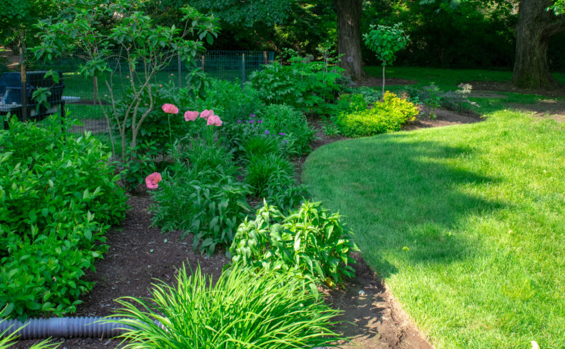 Perennial Border June 2019