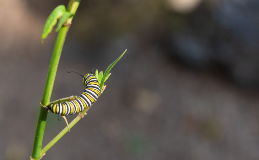 Monarch Caterpillar on Asclepias incarnata