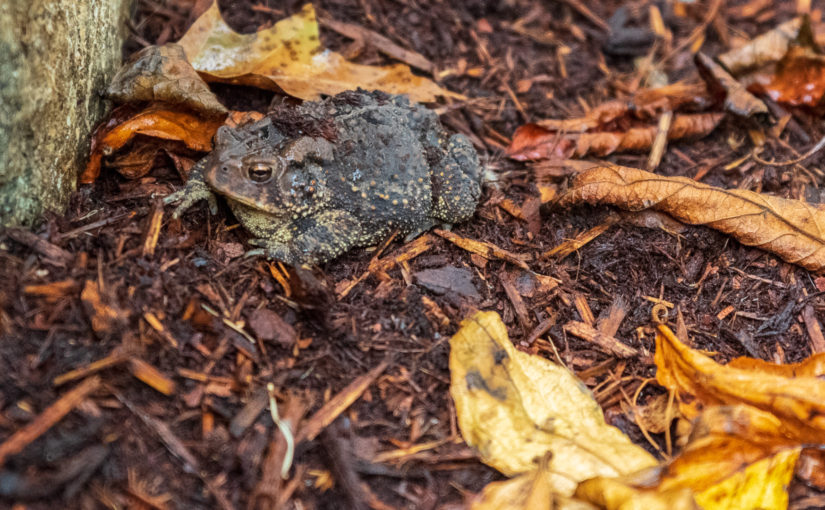 Garden Toad