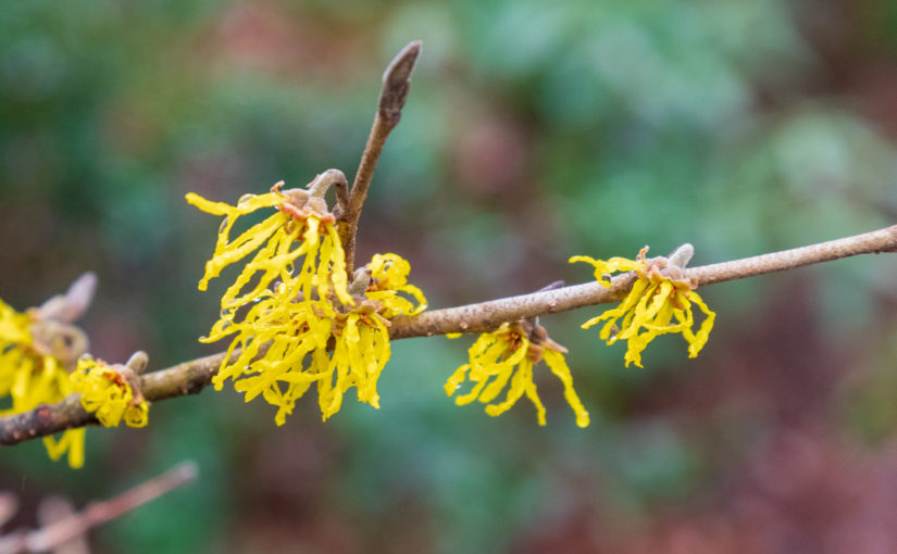 Arnold’s Promise Witch Hazel – Harbinger of Spring