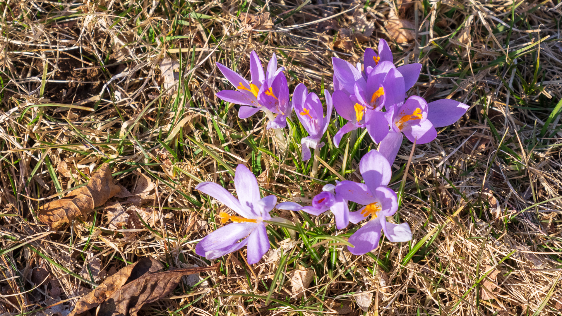 Early-March Blooms