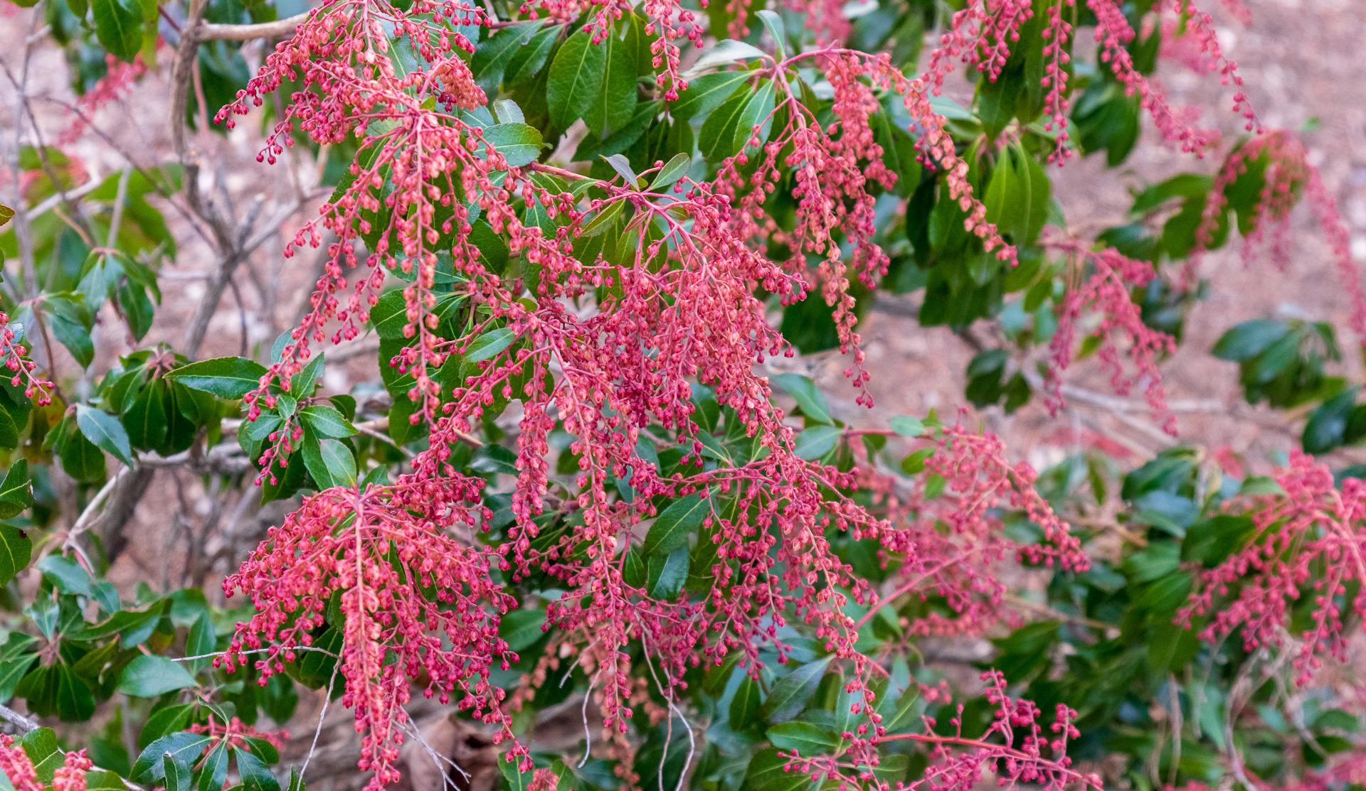 Pieres japonica Dorothy Wycoff