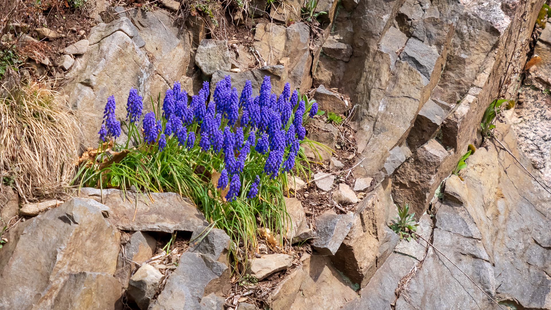 Grape Hyacinth (Muscari armeniacum) Tough as Nails