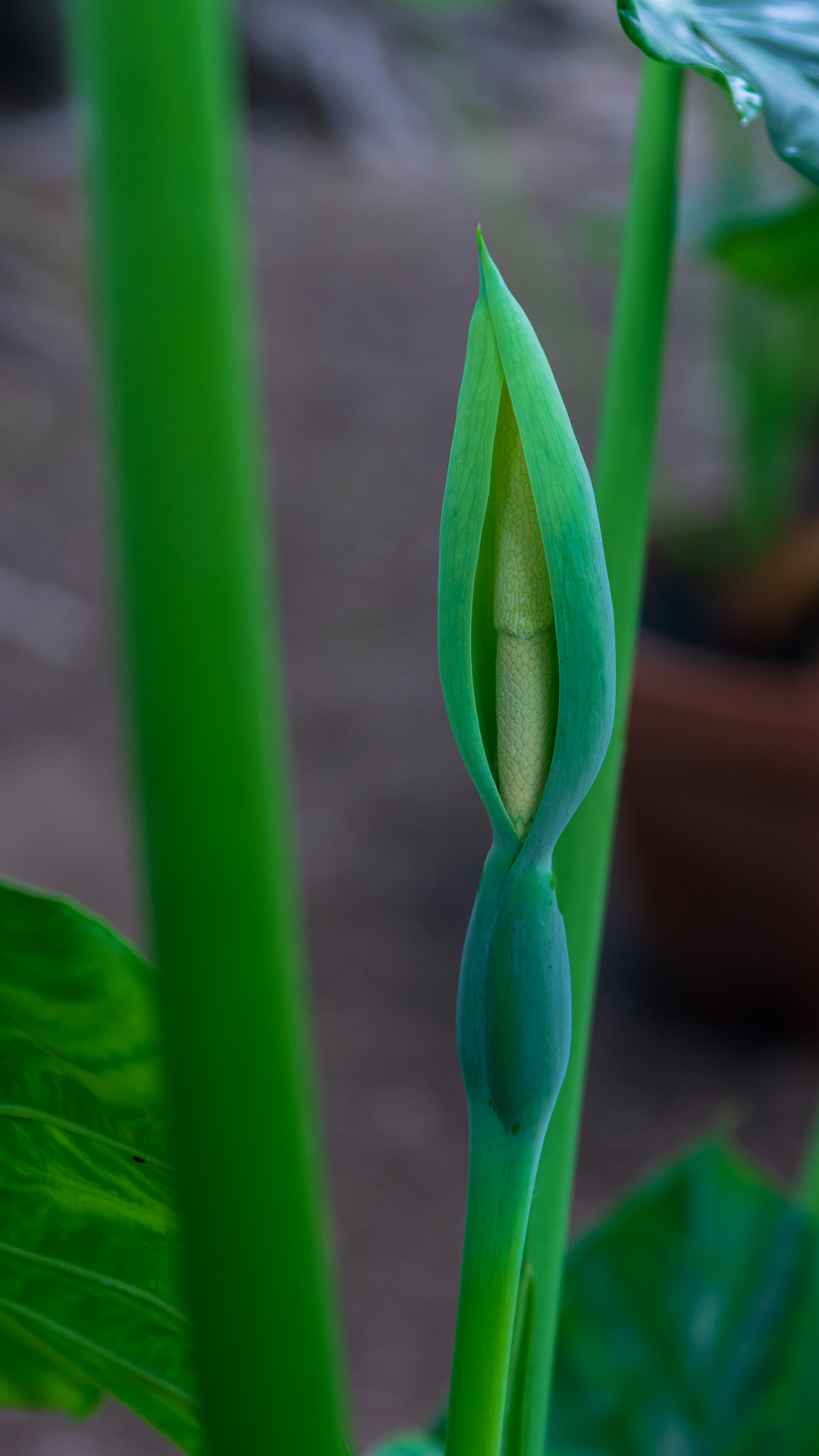 Elephant Ear Flowers