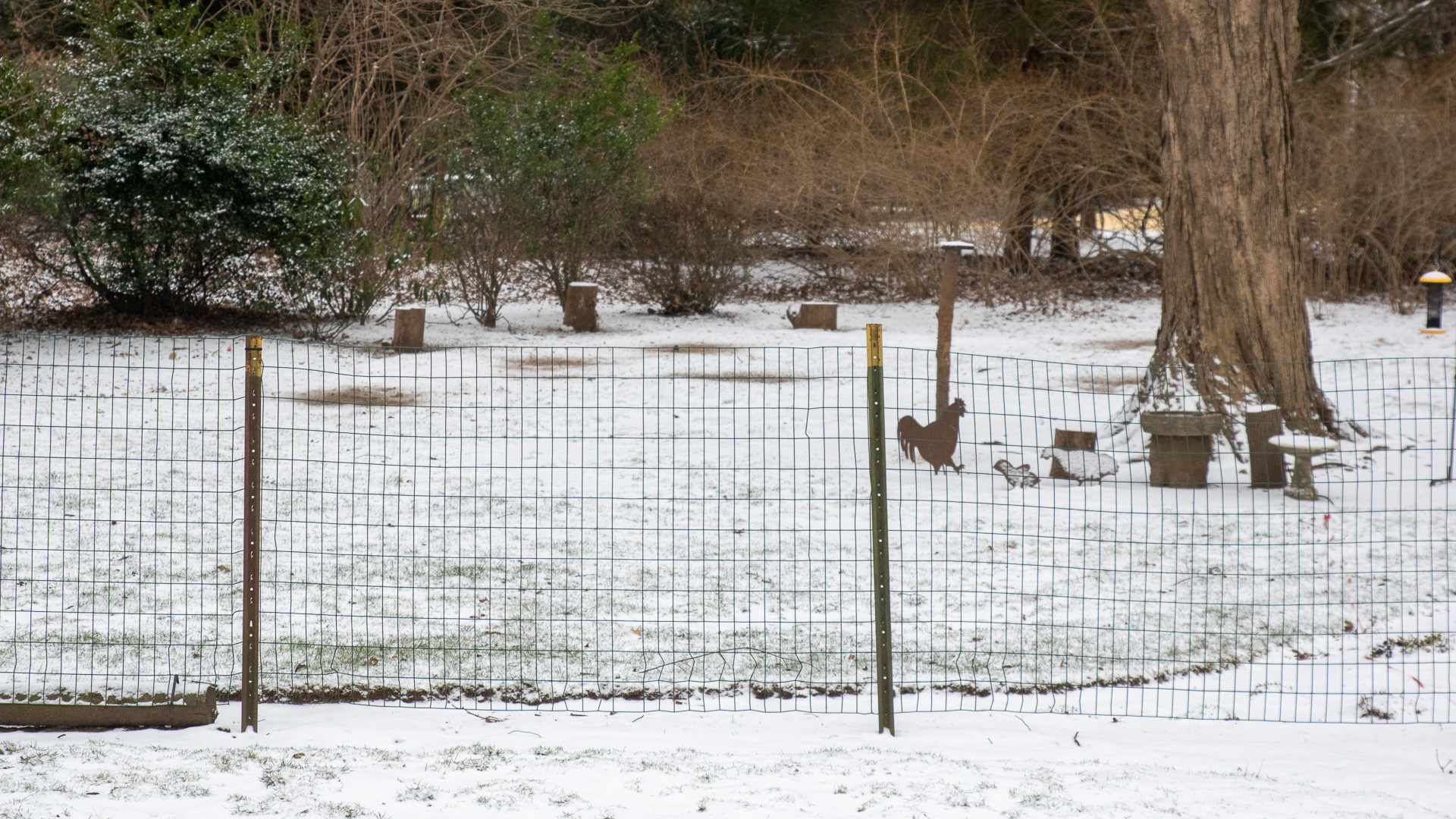 Backyard Bird Feeder