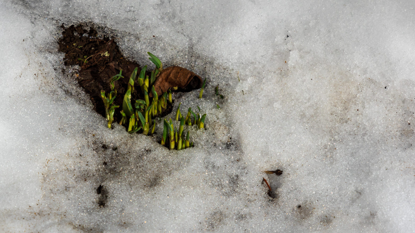 Daffodils Poking Through Snow