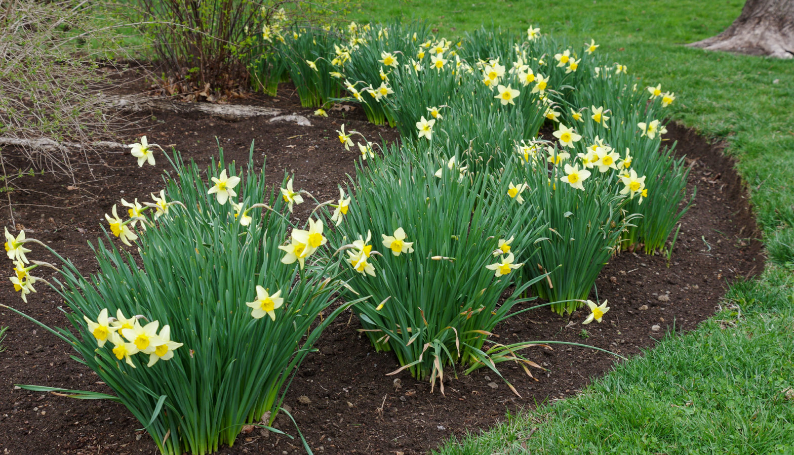 Daffodil Flowers 2021