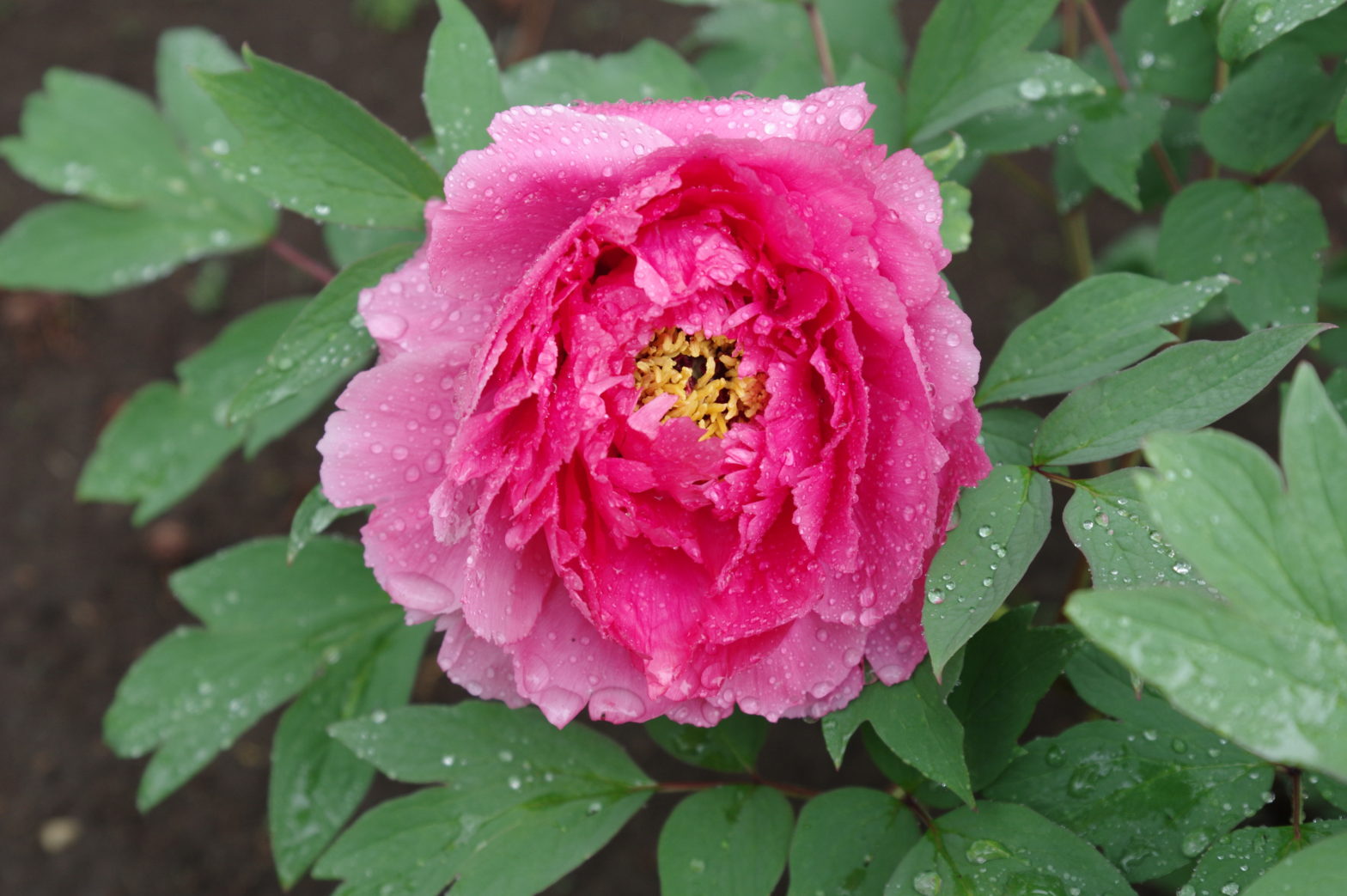 Tree peony flower opening in rain 3