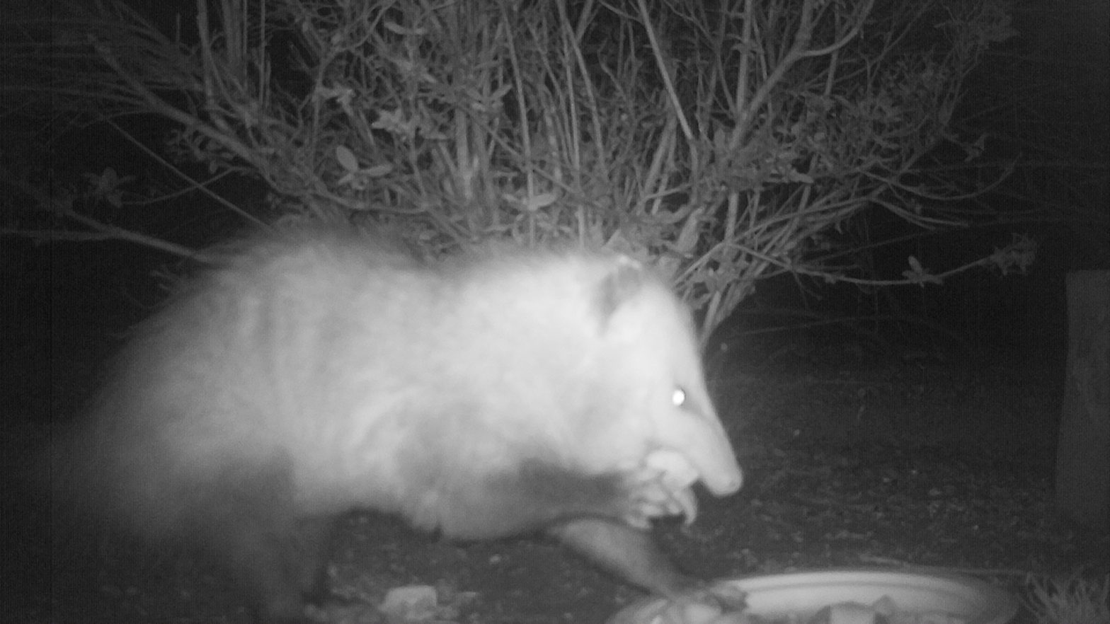 Possum Eating