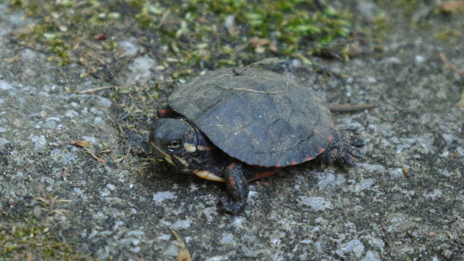 Baby Painted Turtle on Patio Extreme Closeup