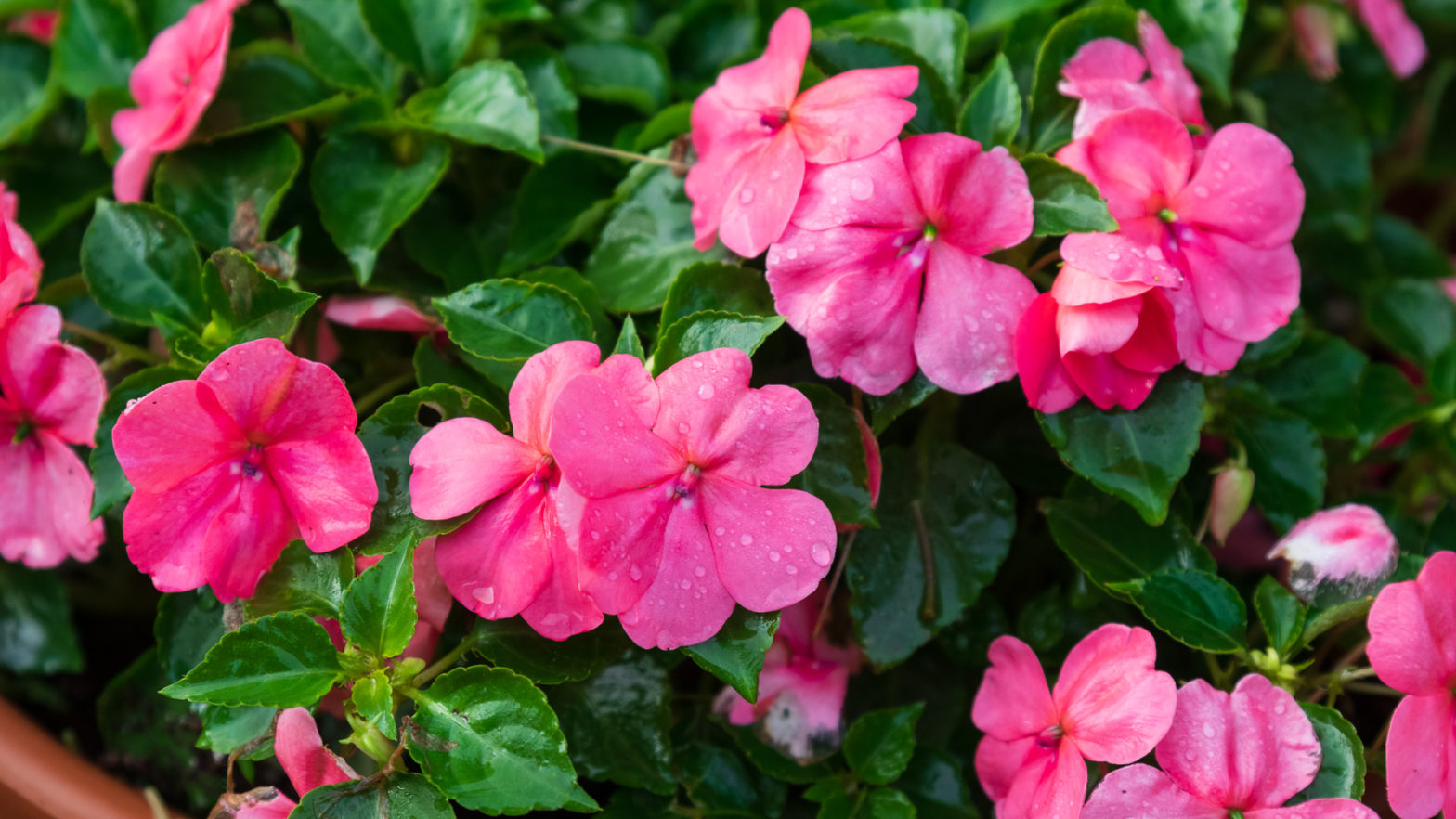 Impatiens walleriana closup of impatiens flowers