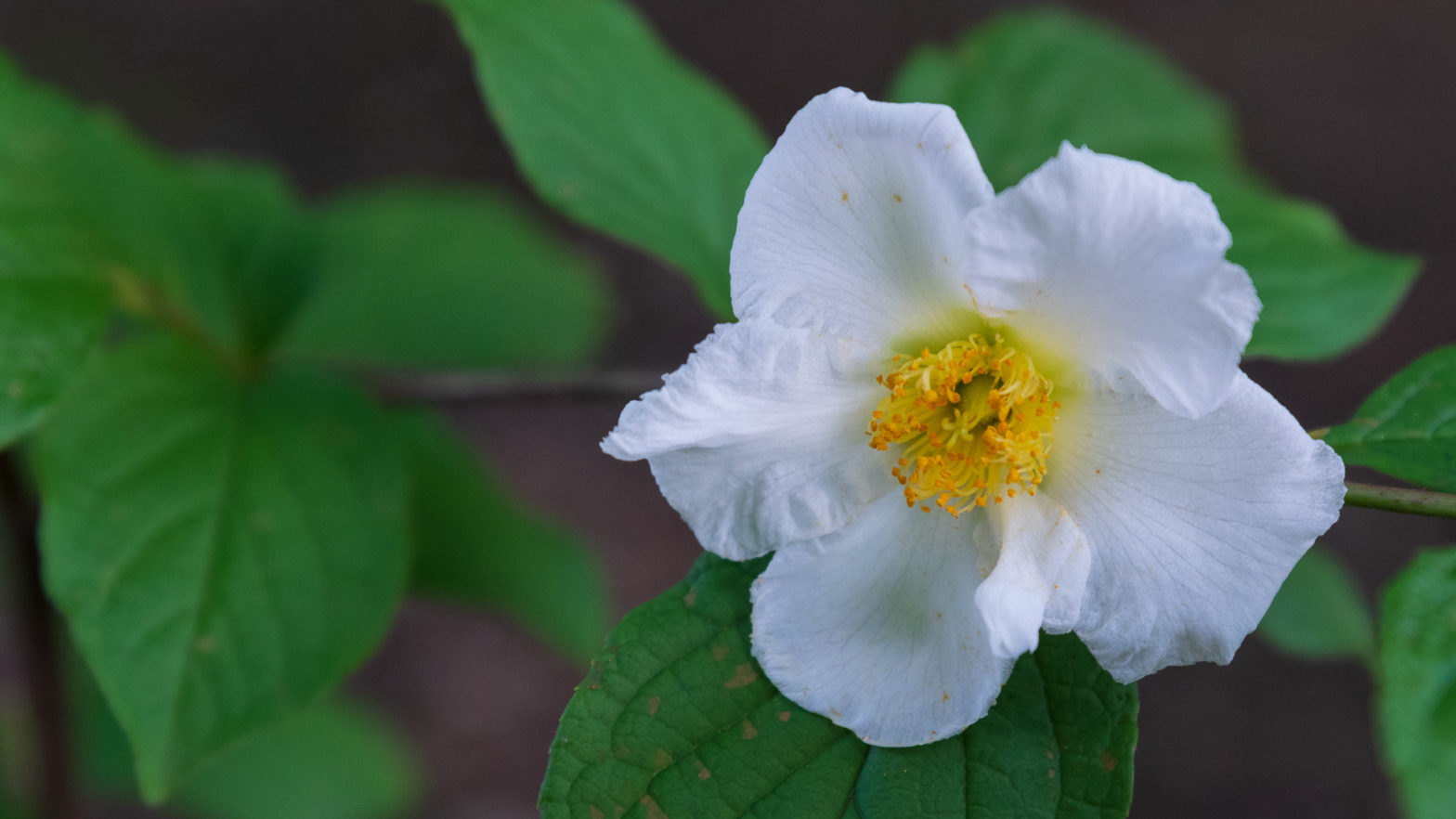 Japanese Stewartia Flower (Stewartia pseudocamellia)