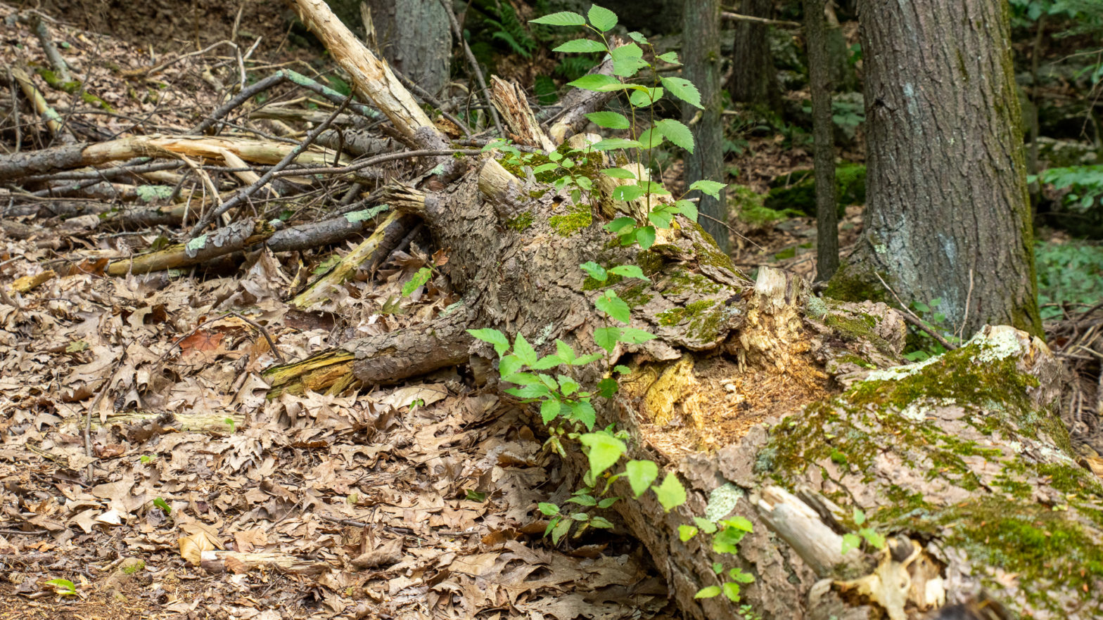 Hemlock Log acting as Nurse Log for Yellow Birch