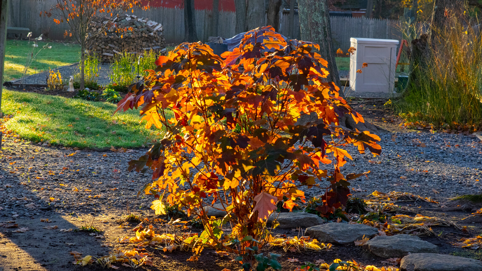 Oakleaf Hydrangea Glowing in the Morning Sun 1920 x 1080