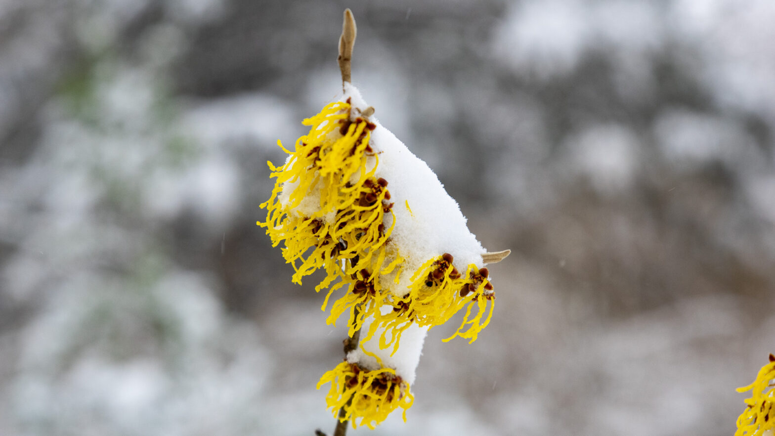 Arnolds Promise Witch Hazel Flower in Snow