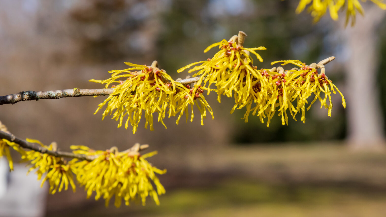 Arnold Promise Witch Hazel Flower 1920 x 1080