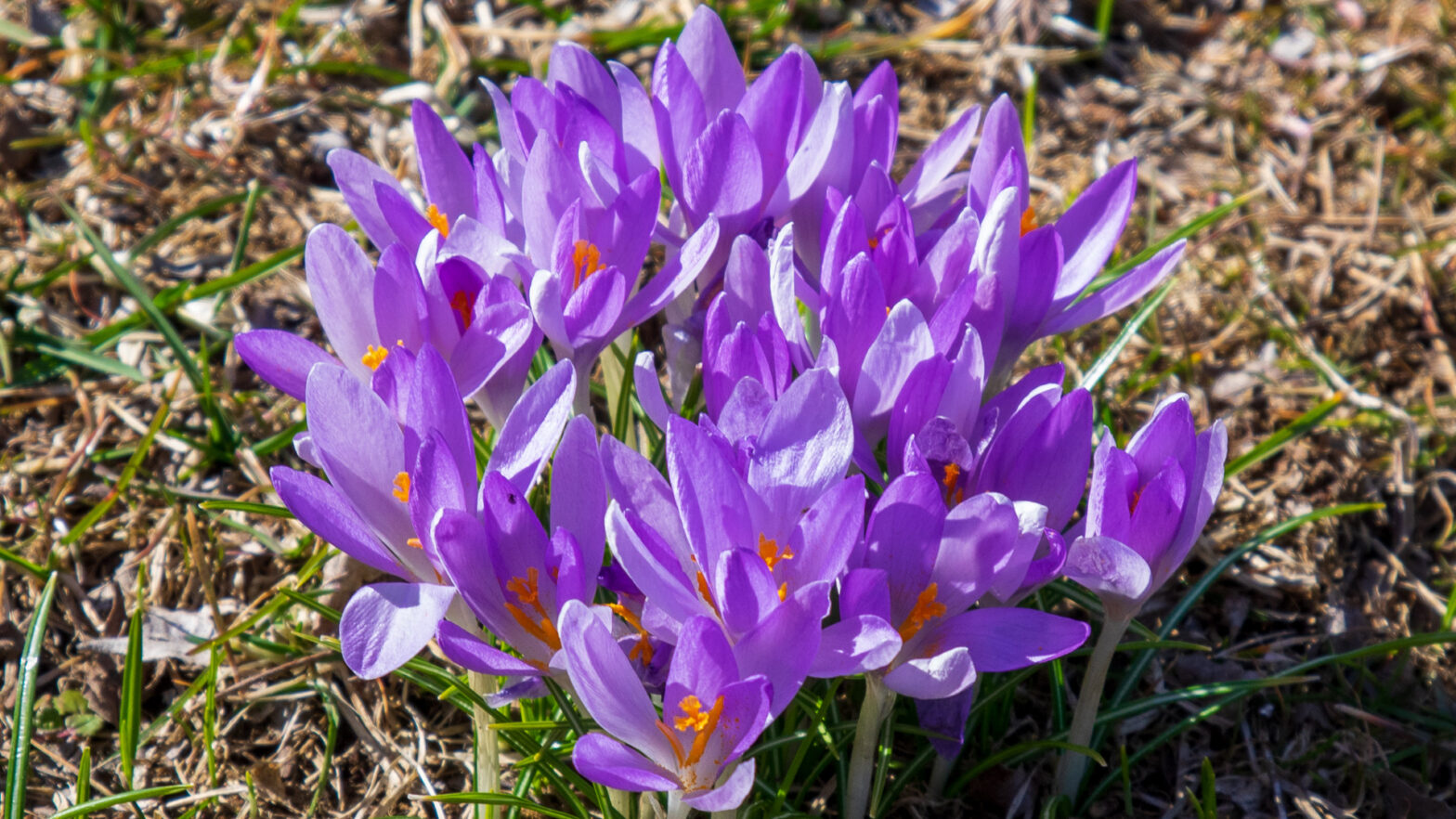 Snow Crocus: Unstoppable Early Spring Bloom