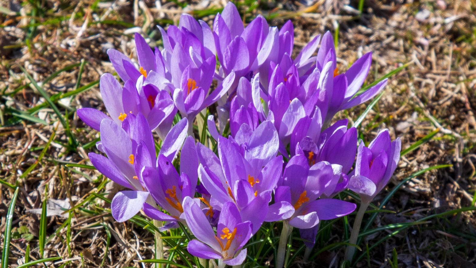 Crocus Flower Growing in Lawn_1920 x 1080