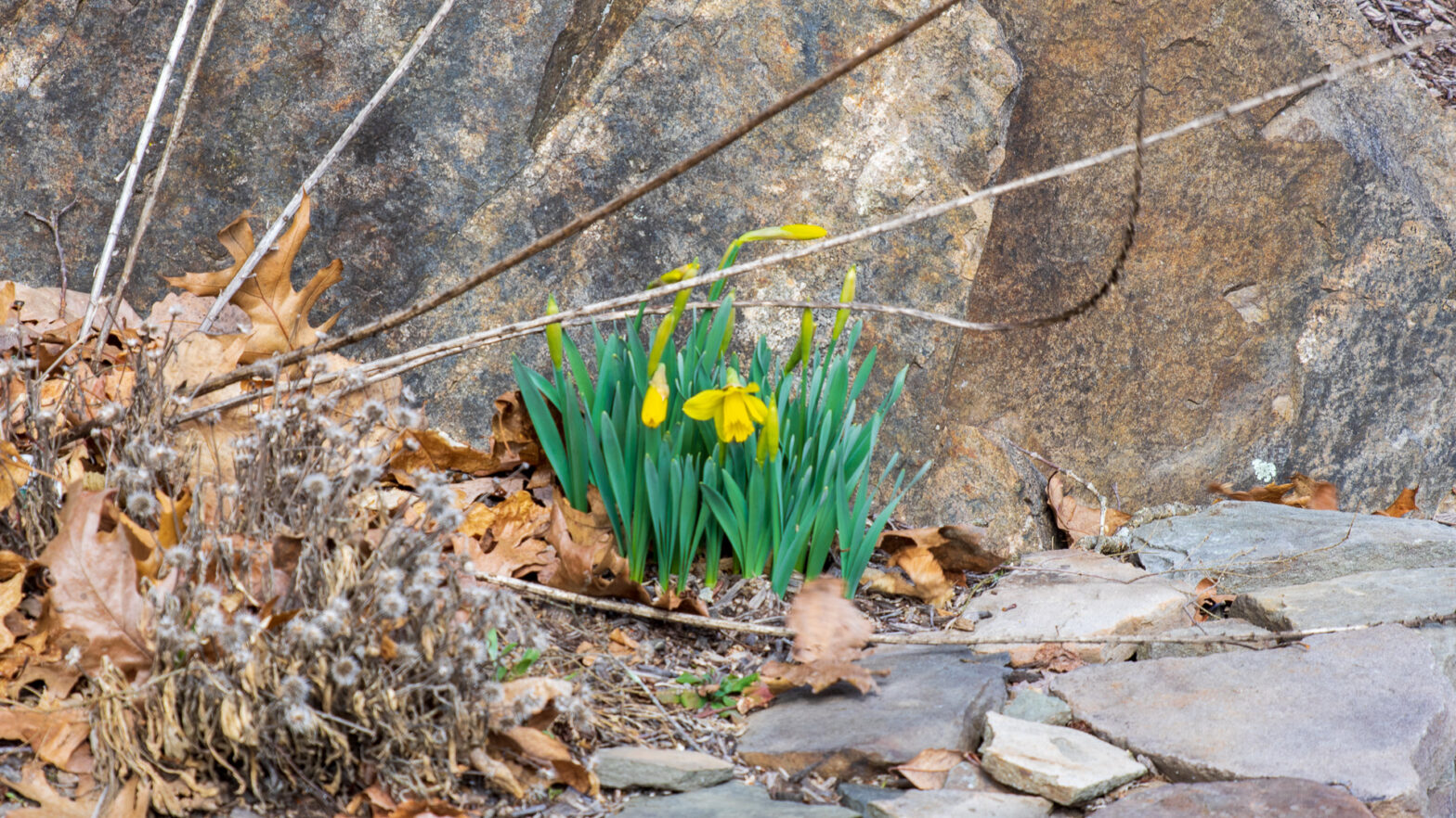 First Daffodil of The Season