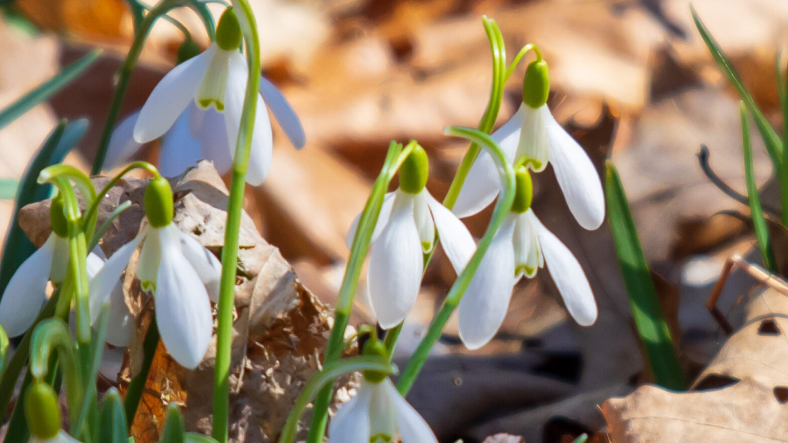 Snowdrops Galanthus nivalis Closeup of Flower 1920 x 1080