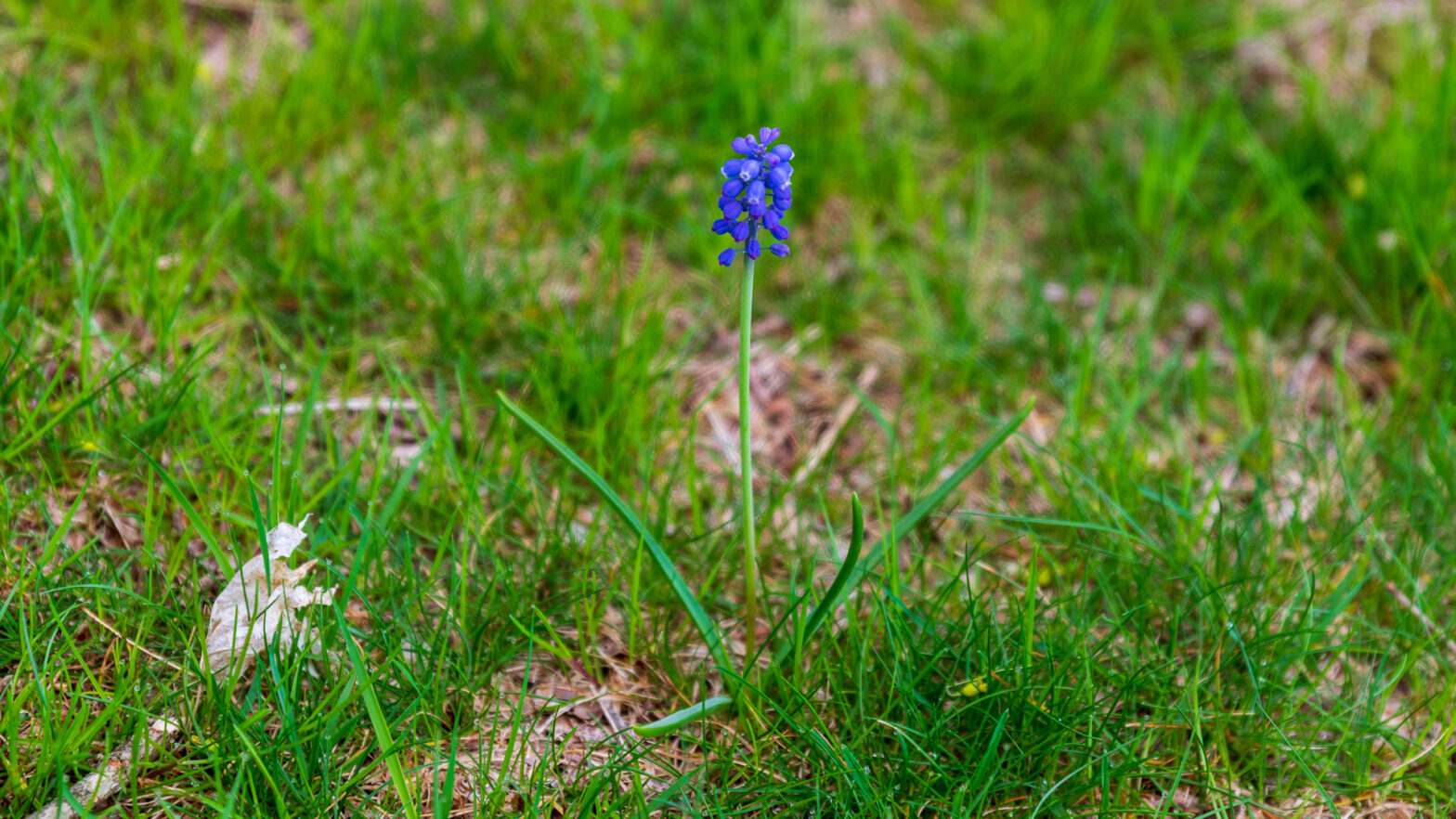 Grape Hyacinth - Muscari armeniacum Single Flower Growing in Lawn