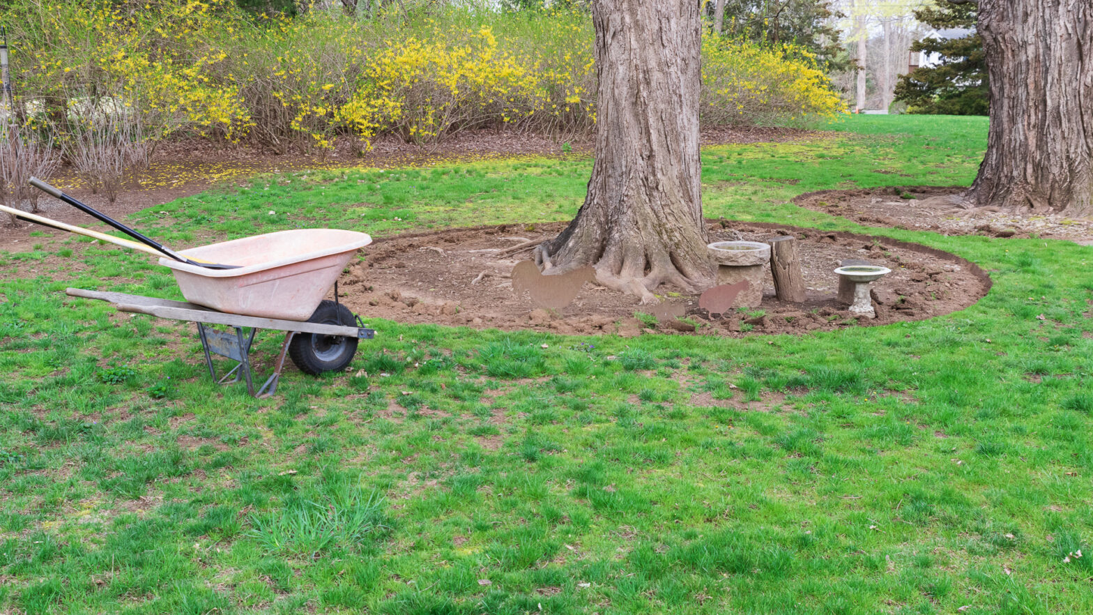 Wheelbarrow and Birdbaths near Freshly Edged Tree Rings