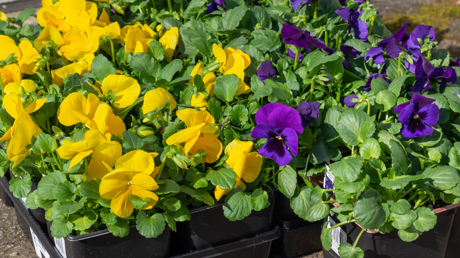 Yellow and Purple Pansies