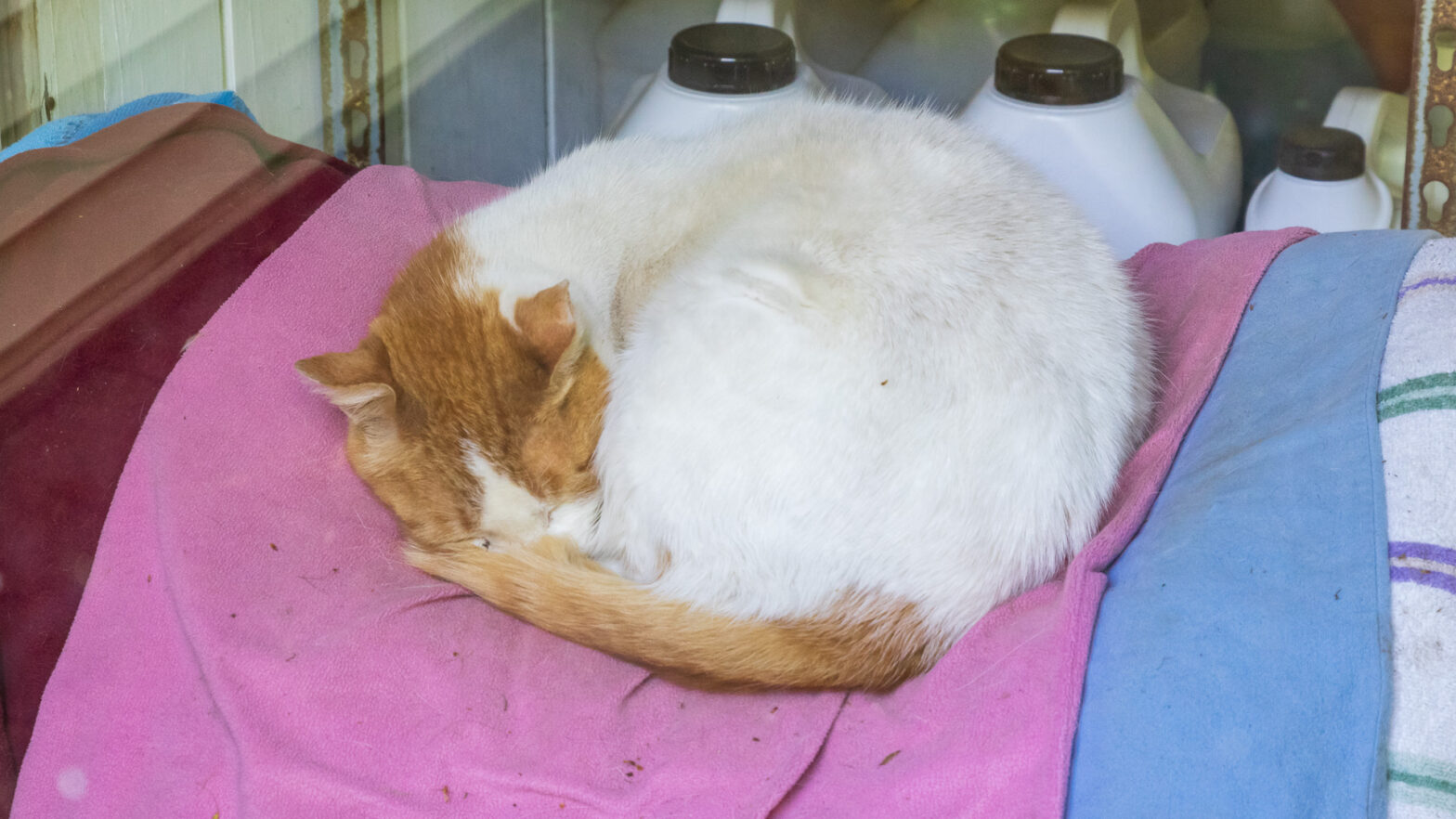 Snowball the Cat Sleeping Closeup