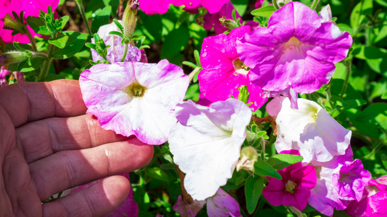 Petunias that Self-Sewed Pinks Whites