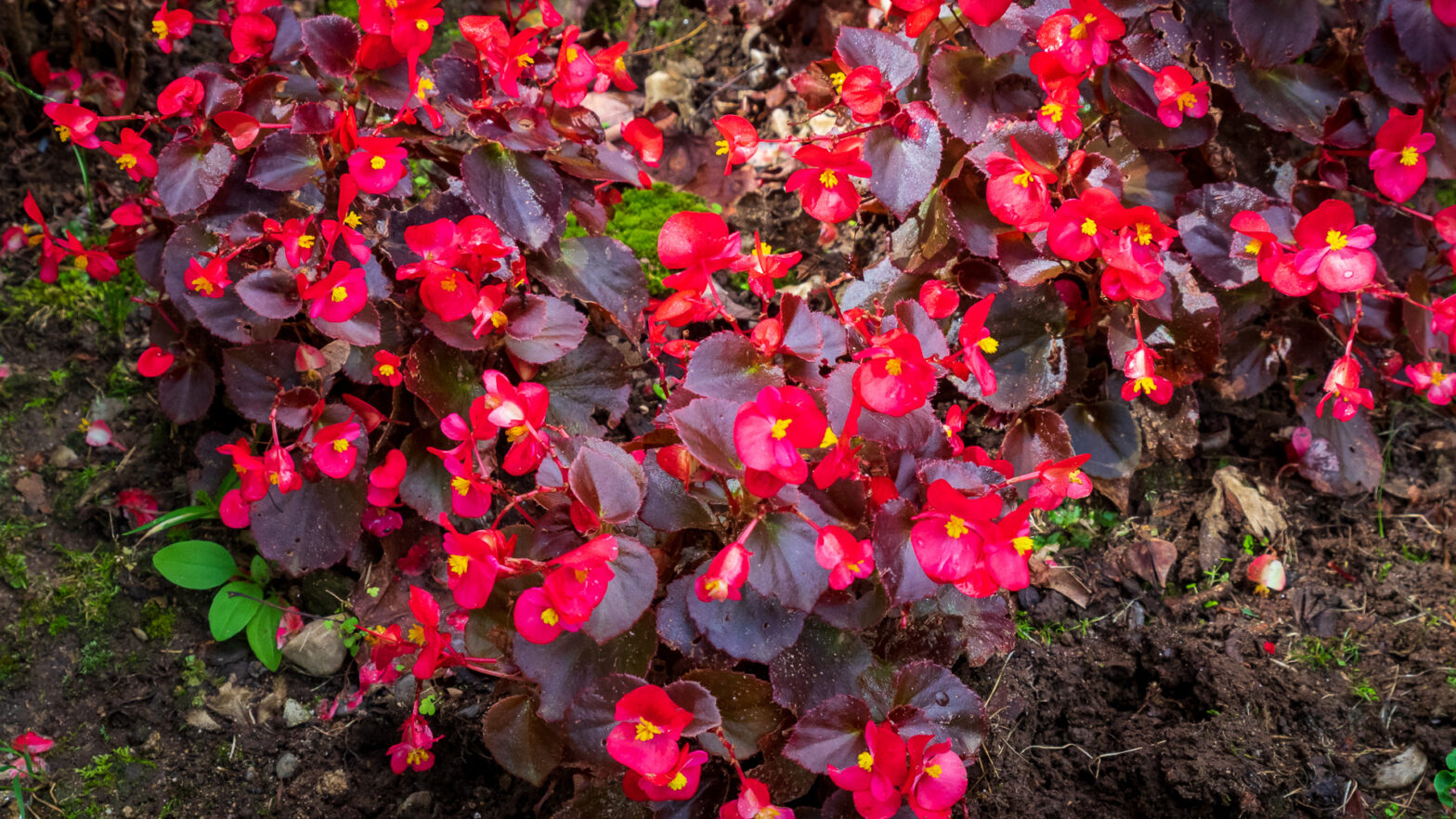 Cocktail Vodka Wax Begonia Grouping