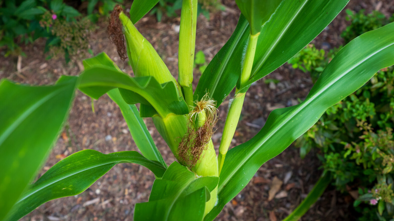 Ears of Corn Growing on Corn Plant in Foundation Planting