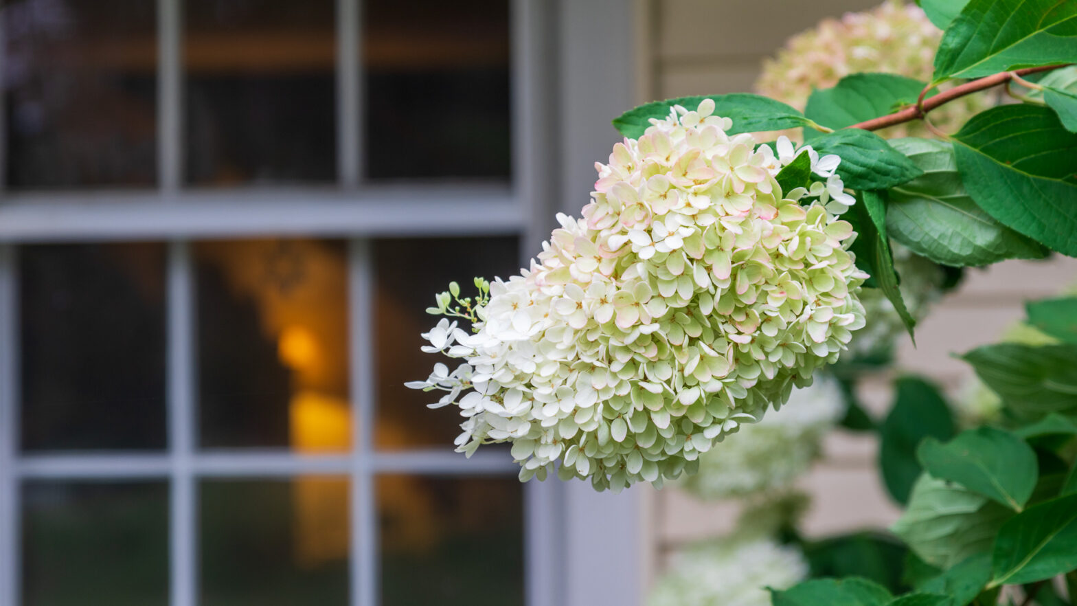 PeeGee Hydrangea Window Peeping