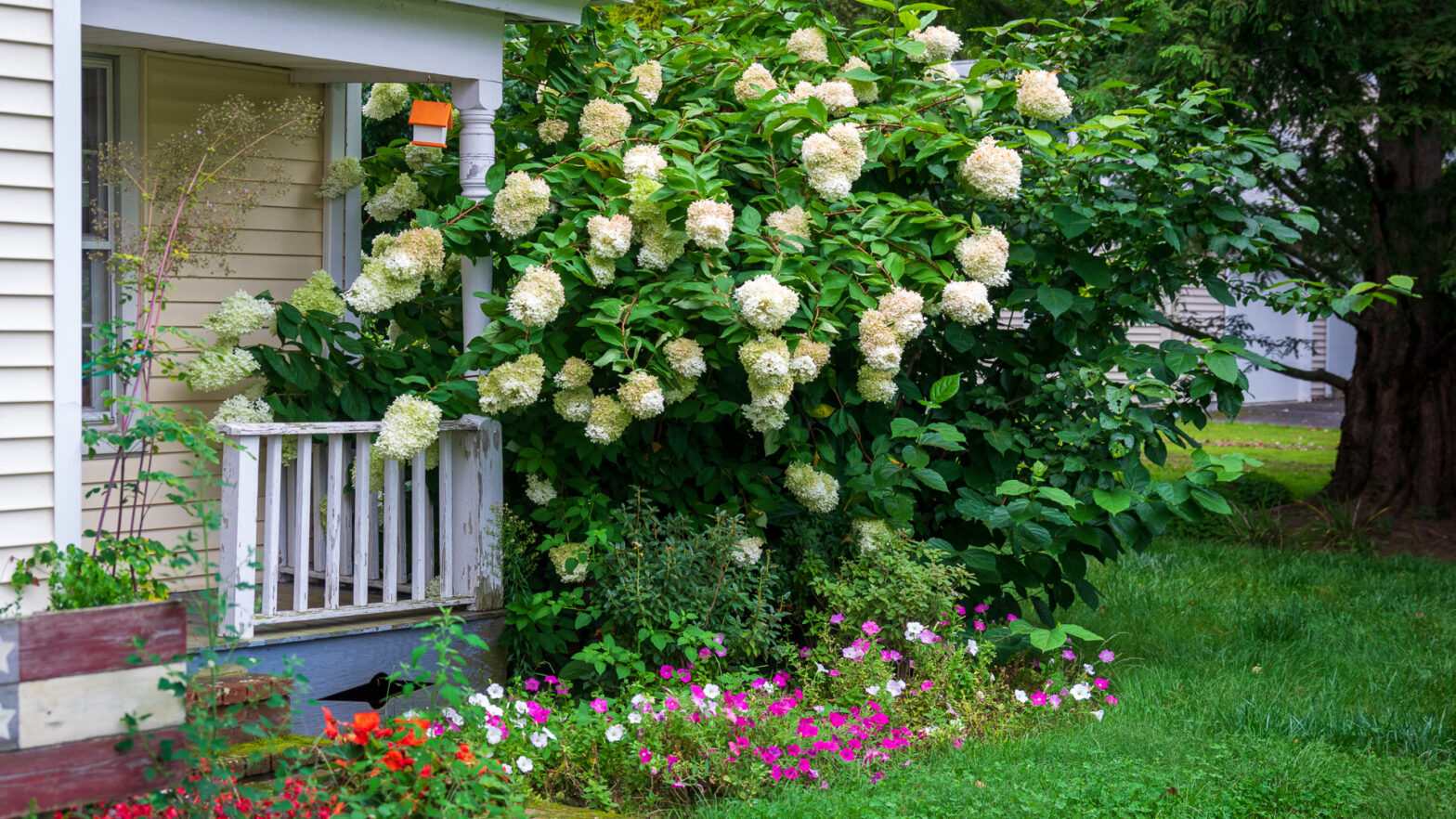 PeeGee Hydrangea in Full Bloom