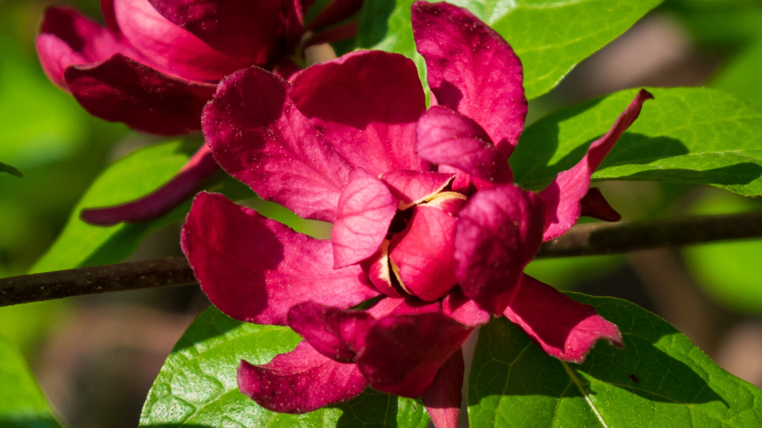 Hartlage Wine Calycanthus Flower Closeup