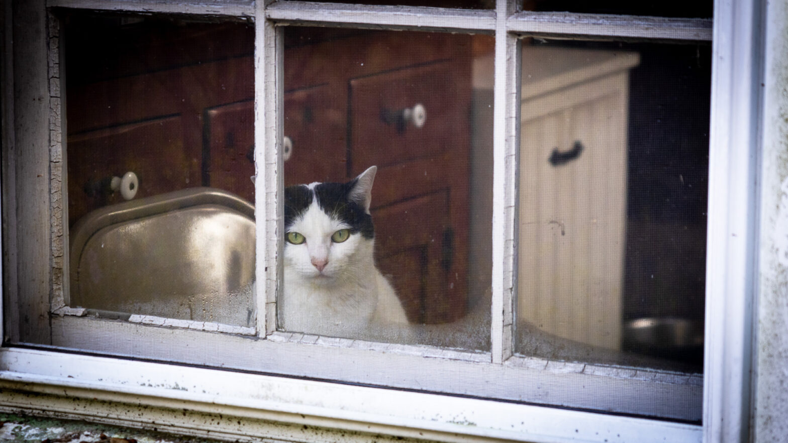 This is VERY Serious Business – Cat in Window