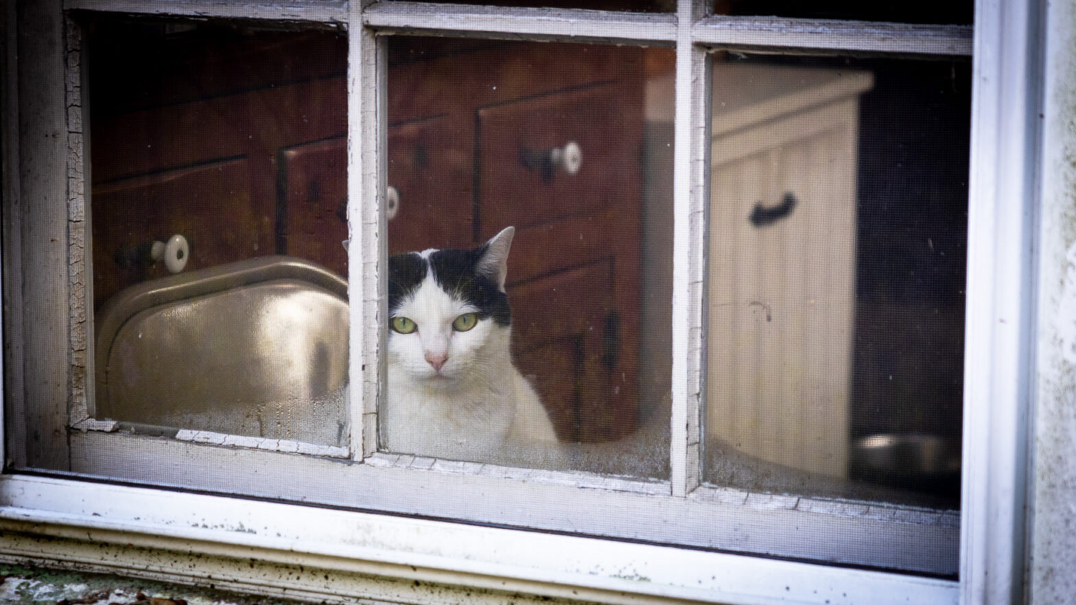 This is VERY Serious Business – Cat in Window
