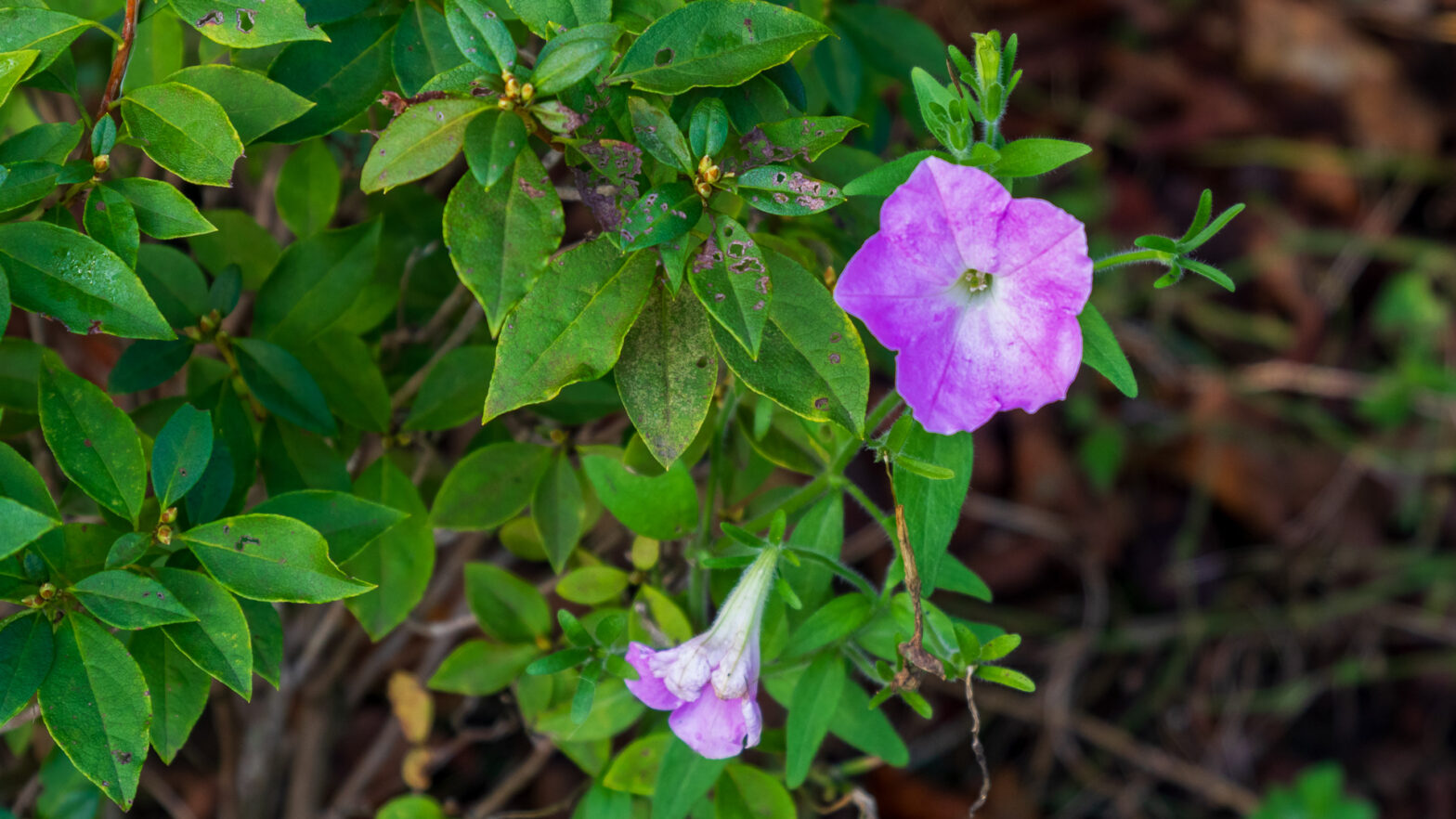 Tree Petunia Flowers?