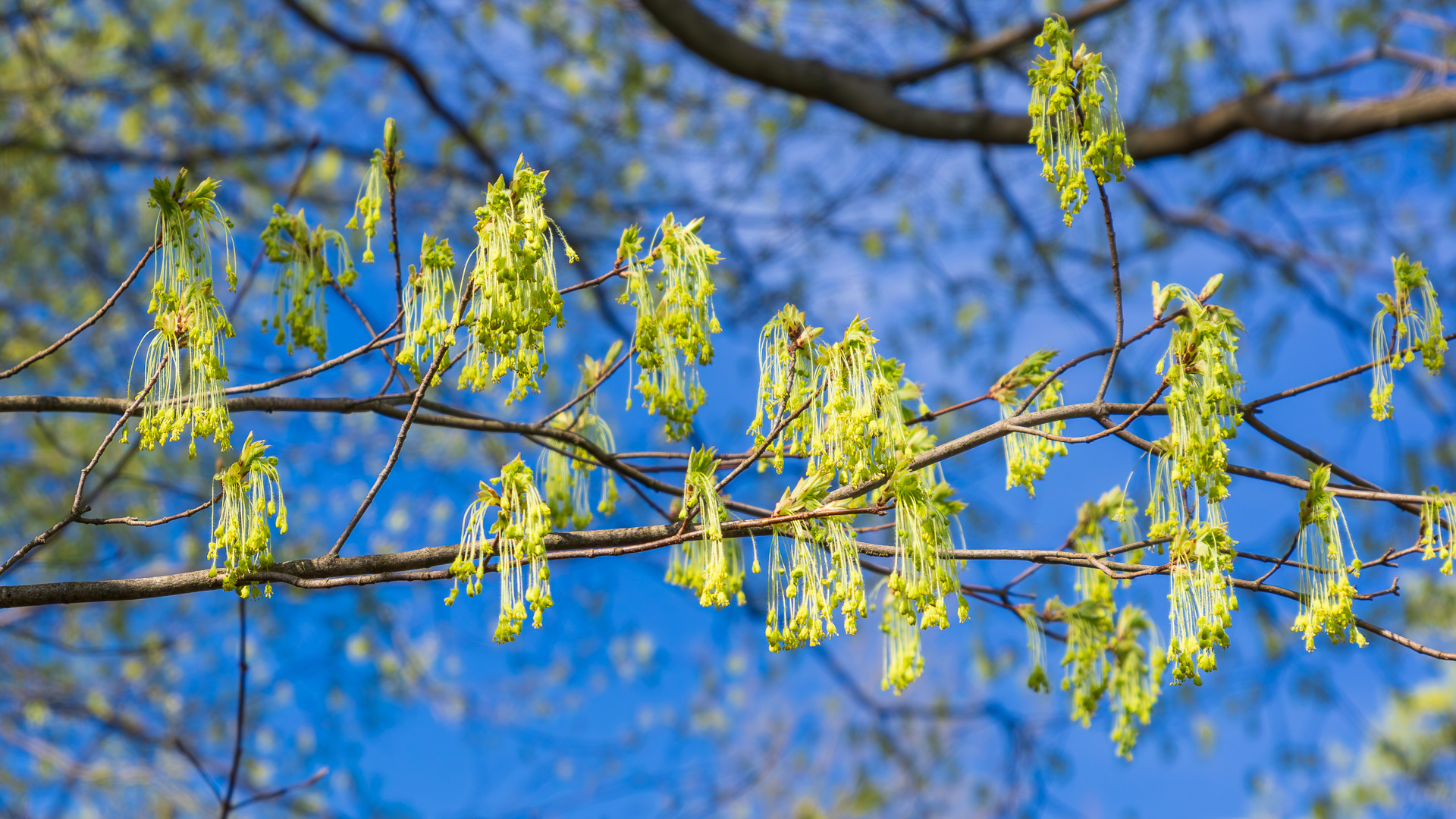 Sugar Maple Seedlings – Mast Year