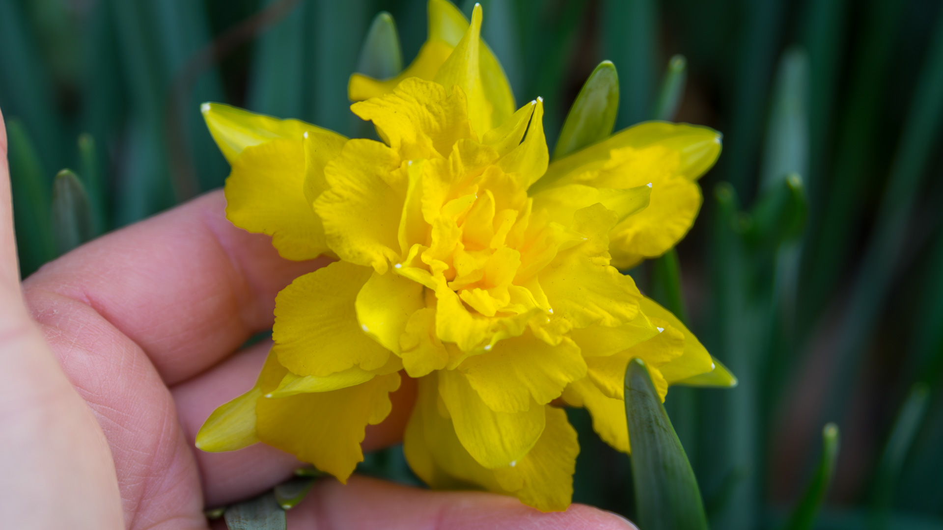 Double Flowering Daffodil – Narcissus Van Sion