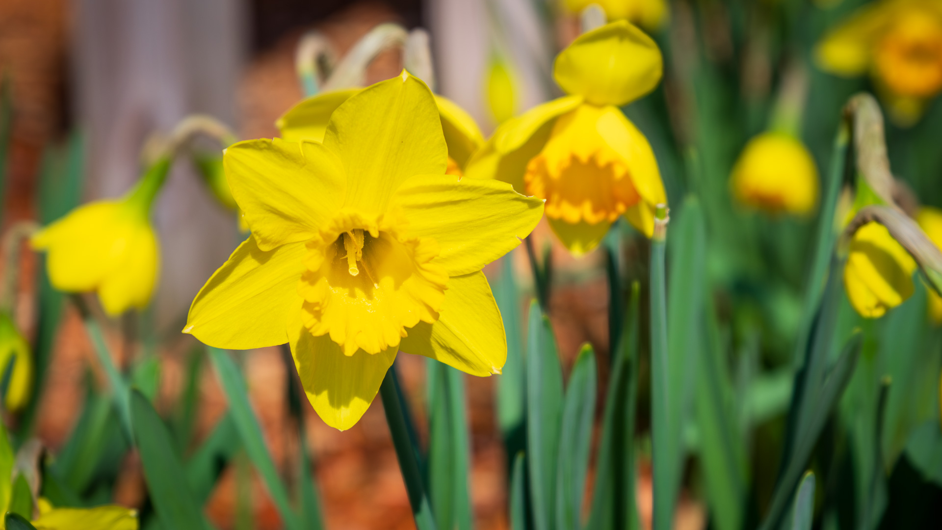 Exploring Daffodils: Nature’s Resilient Spring Bloomer
