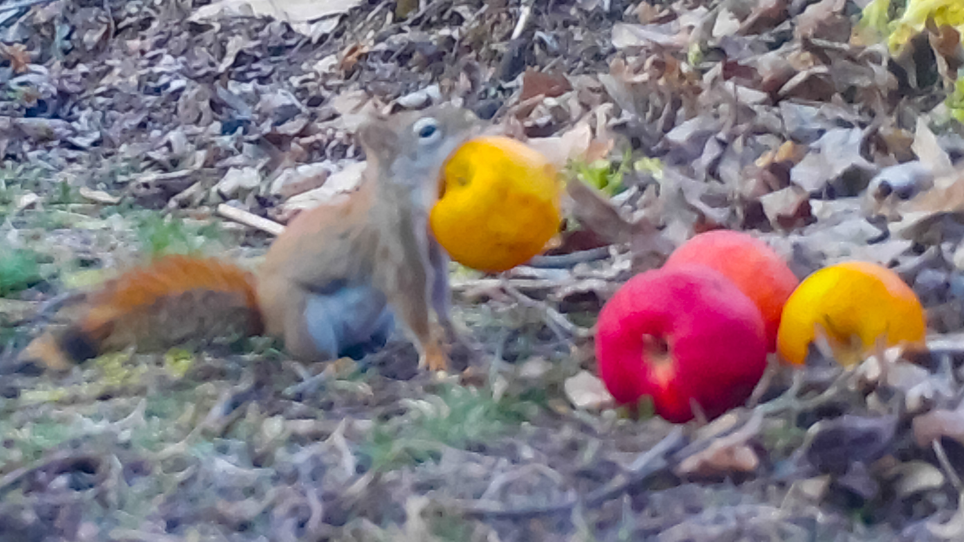 Curious Red Squirrel Steals Apples from Compost