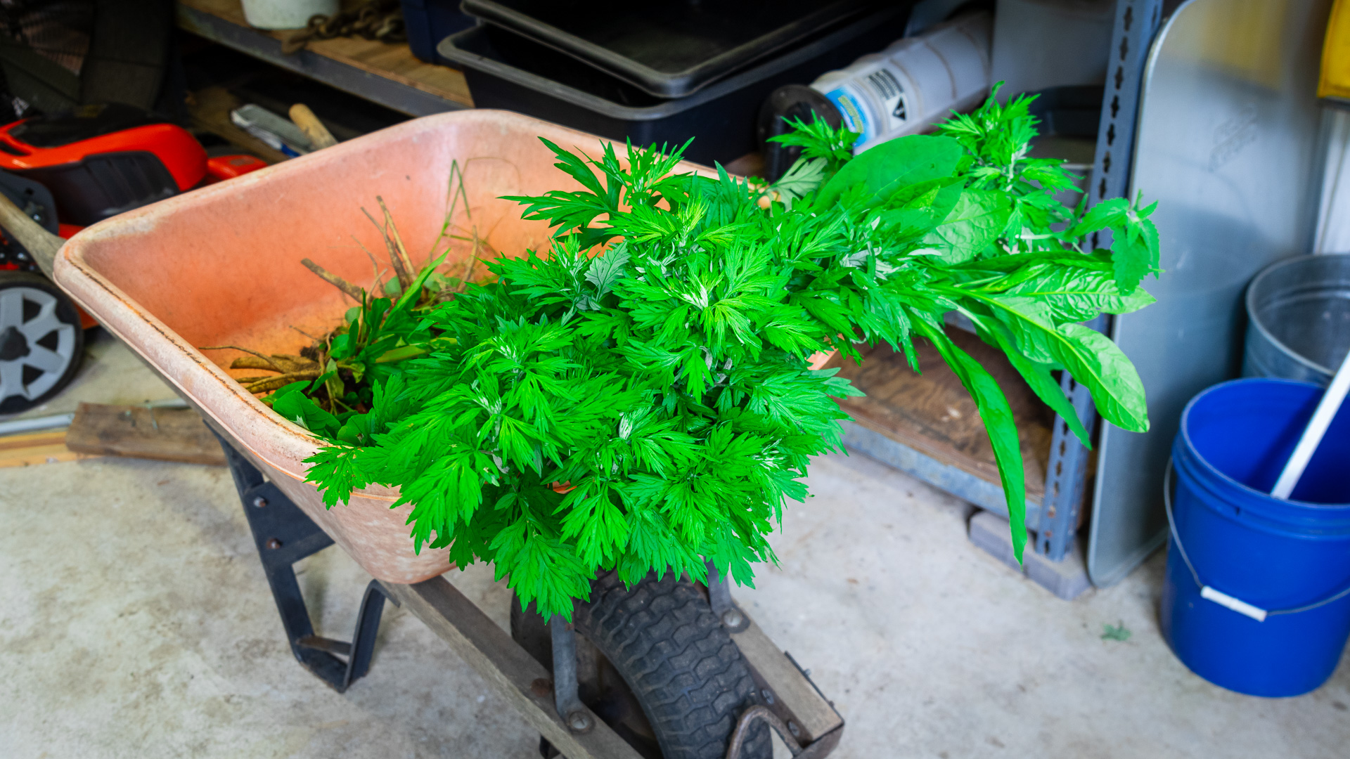 Effective Ways to Remove Pokeweed and Mugwort